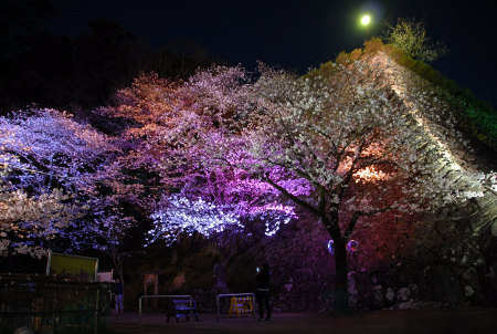 幻想的な彩りを放つ夜桜のライトアップ ３月２３日夜 延岡市城山公園