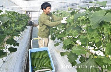  みずみずしいキュウリを収穫する瀬戸山さん