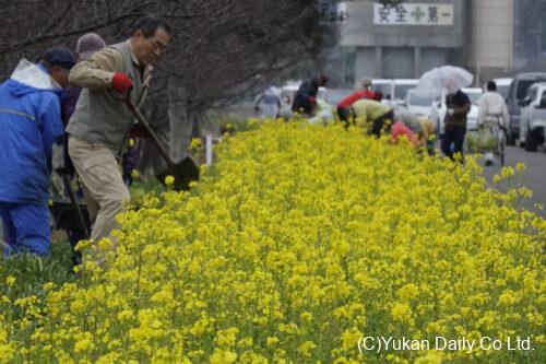 延岡花物語は２月１日開幕。コノハナロードでは菜の花の移植作業が行われていた